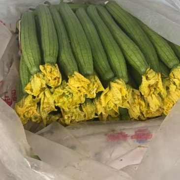 精品鲜花丝瓜千亩基地直发一手货源量大价优