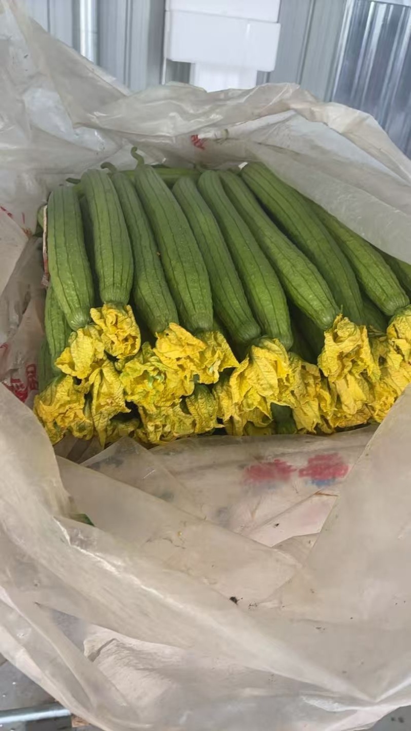 精品鲜花丝瓜千亩基地直发一手货源量大价优