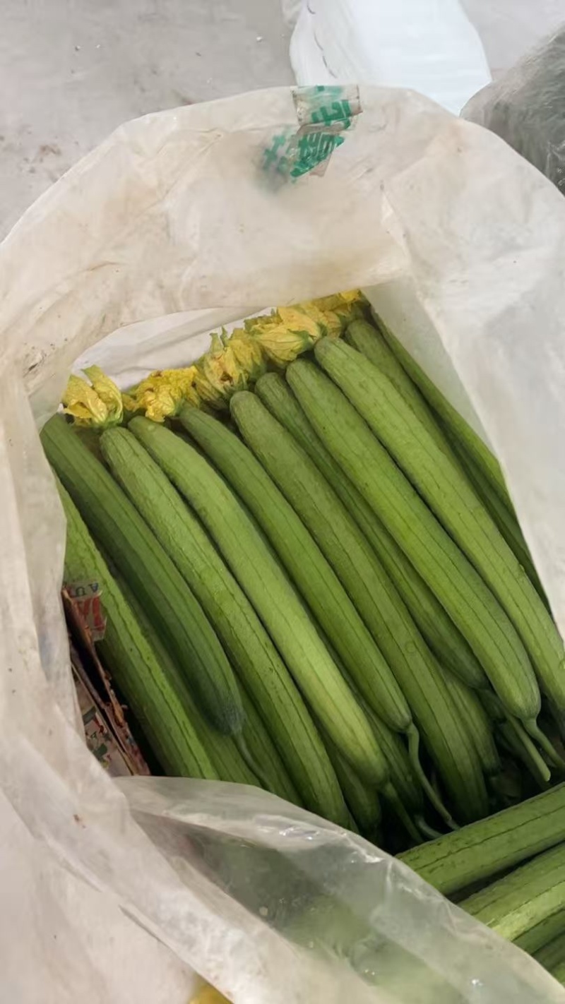 精品鲜花丝瓜千亩基地直发一手货源量大价优