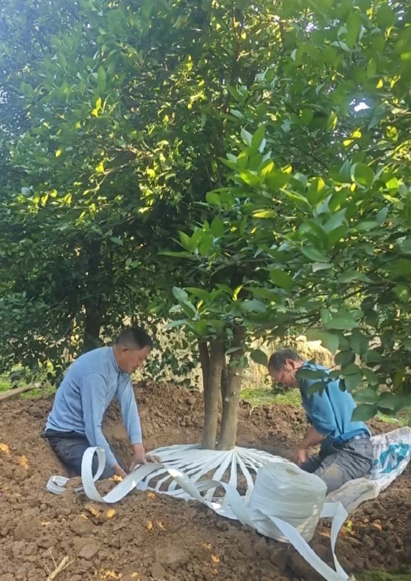 丛生香橼大量供应，丛生香橼树大量出售