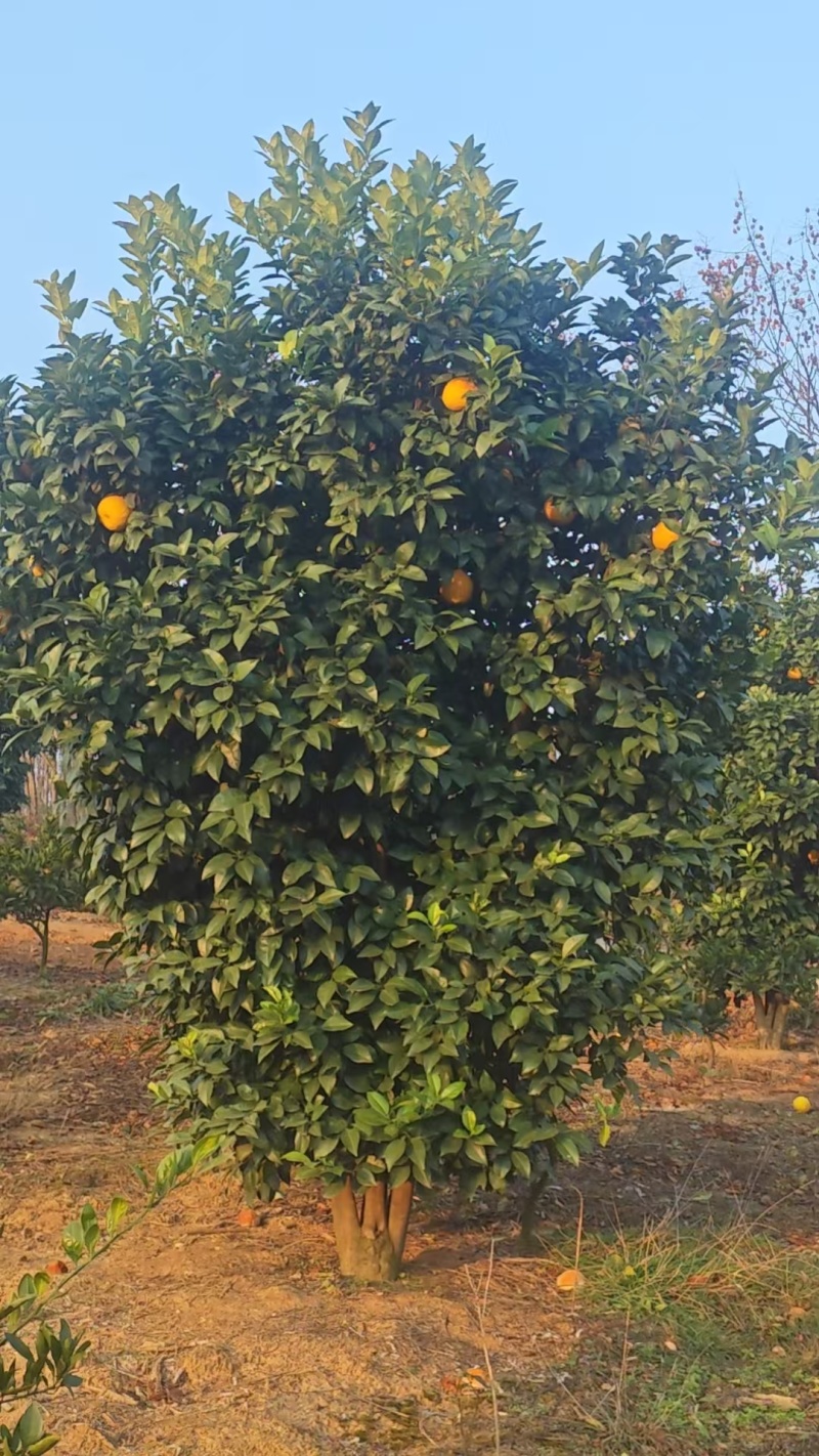 丛生香橼大量供应，丛生香橼树大量出售