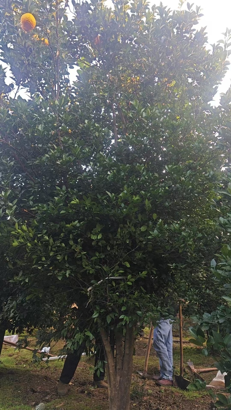 丛生香橼大量供应，丛生香橼树大量出售