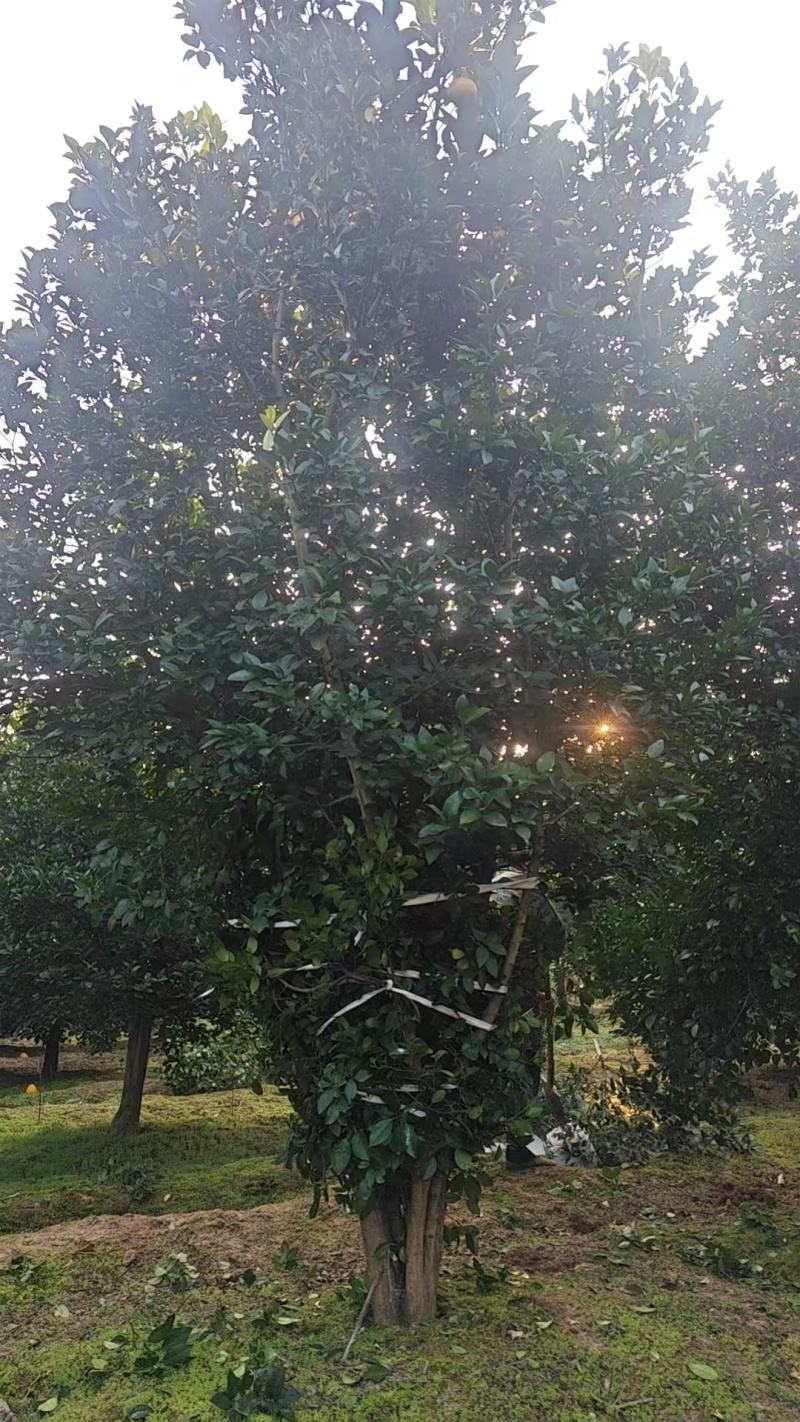 丛生香橼大量供应，丛生香橼树大量出售
