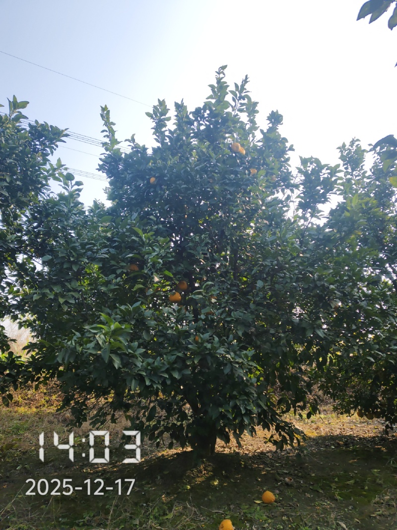 丛生香橼大量供应，丛生香橼树大量出售