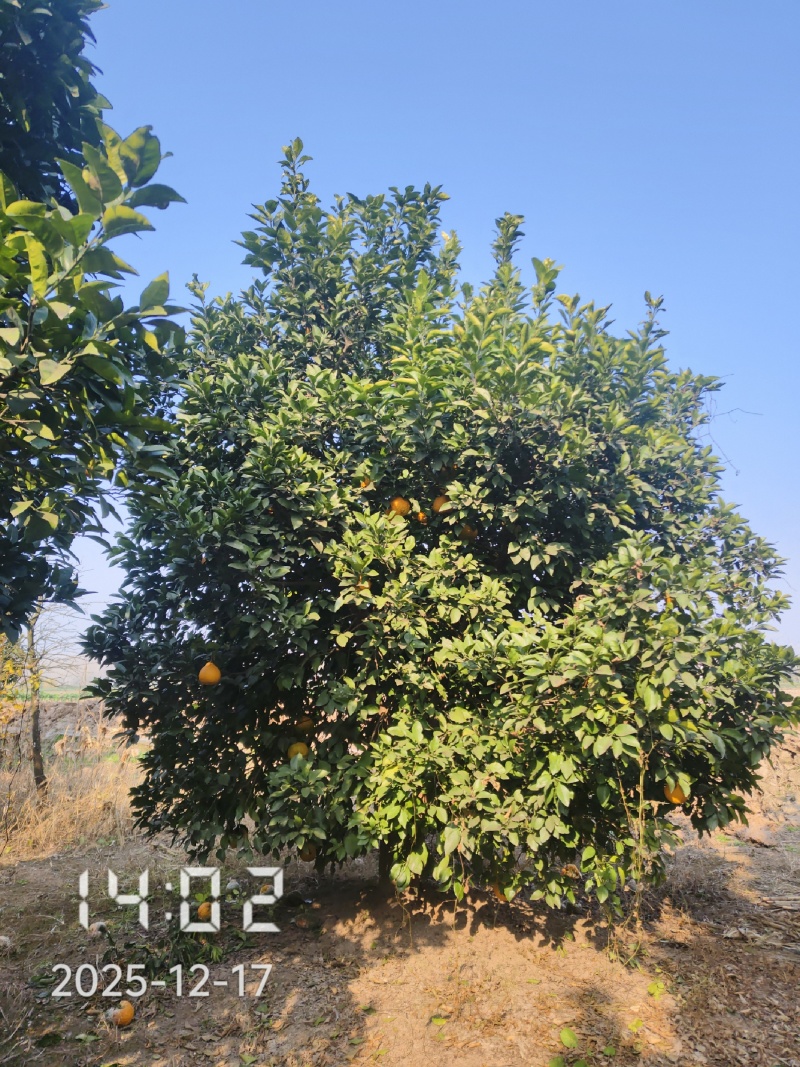 丛生香橼大量供应，丛生香橼树大量出售