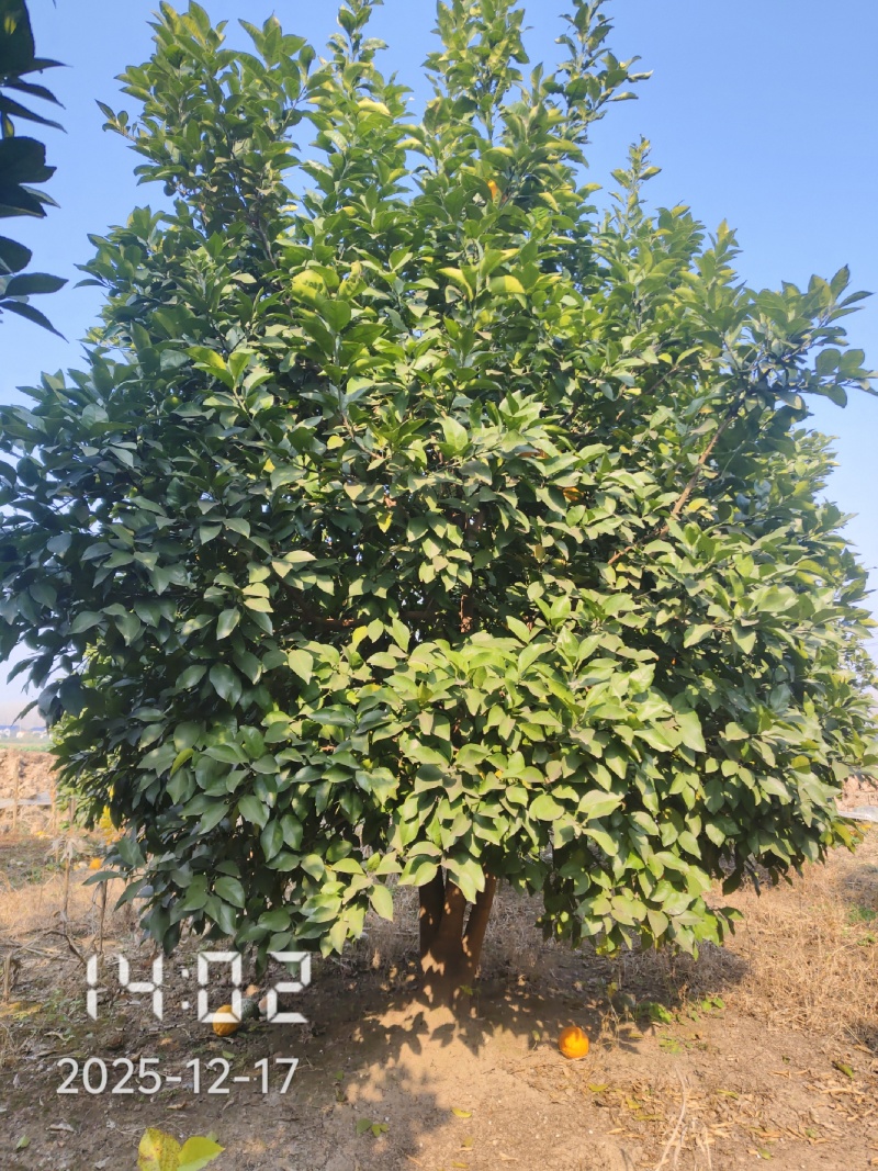 丛生香橼大量供应，丛生香橼树大量出售