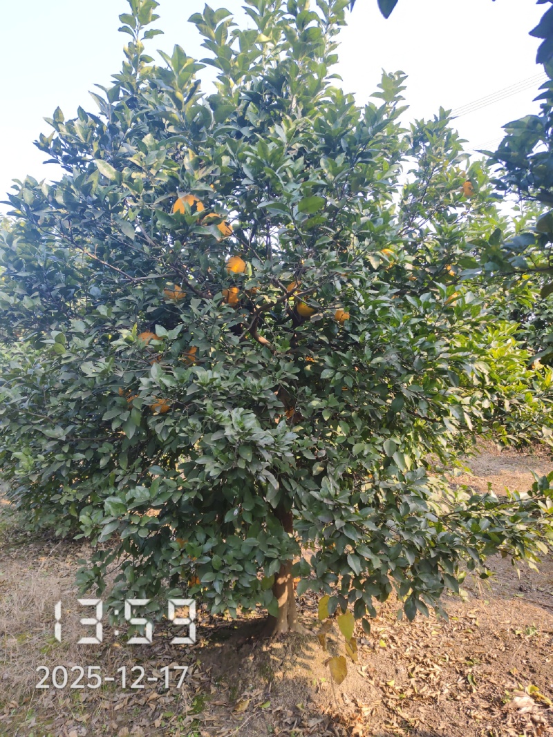丛生香橼大量供应，丛生香橼树大量出售