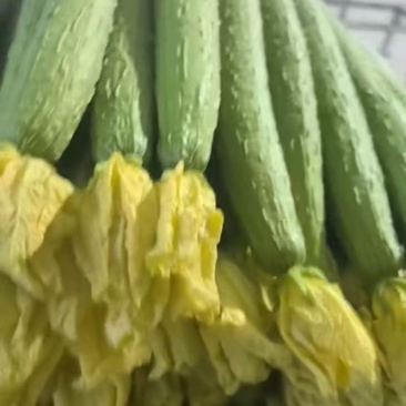 山东寿光鲜花丝瓜一手货源，对接市场商超欢迎老板咨询