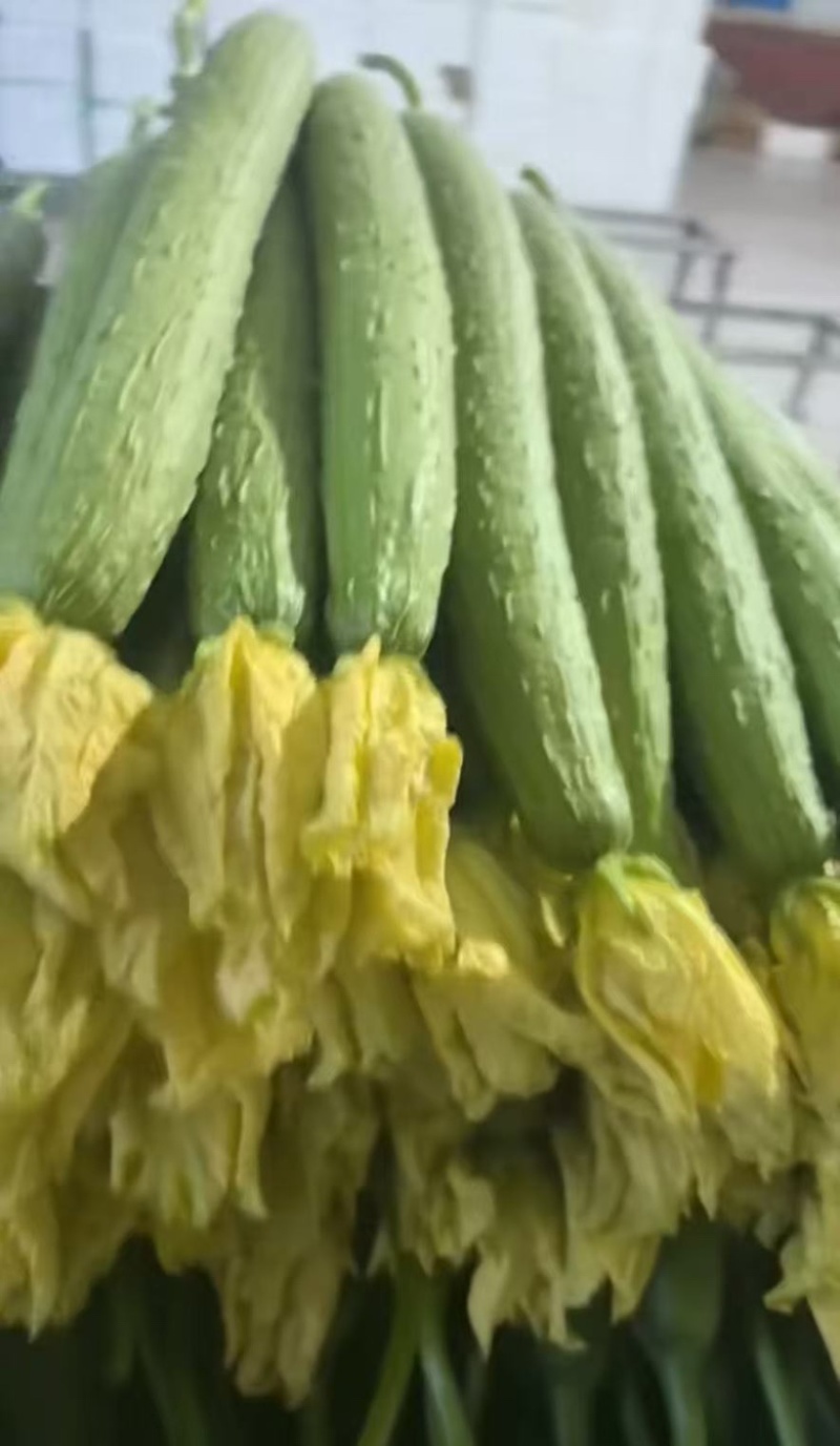 山东寿光鲜花丝瓜一手货源，对接市场商超欢迎老板咨询