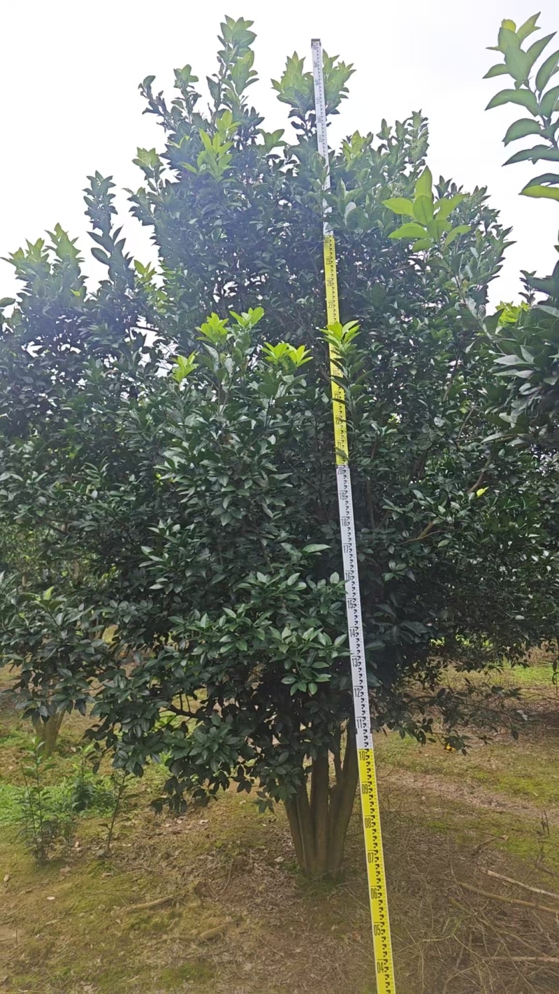 丛生香橼大量供应，丛生香橼树大量出售