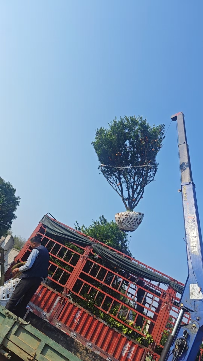 300公分的南丰蜜桔树，蜜桔树，桔子树，大量供应
