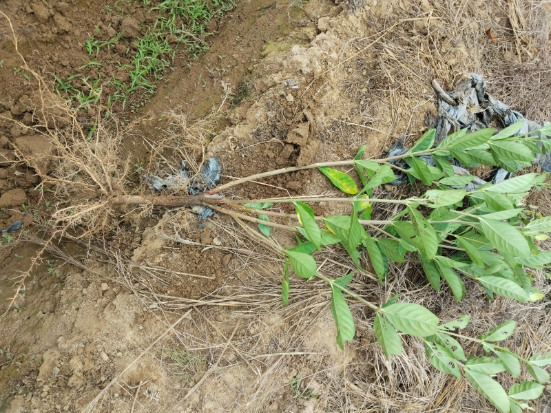 水栀子苗(大叶，阿里山一号)