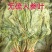 人参叶七叶子无硫新货中药材保质保量假一赔十
