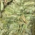 人参叶七叶子无硫新货中药材保质保量假一赔十