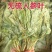 人参叶七叶子无硫新货中药材保质保量假一赔十