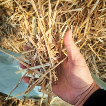 精品柔丝麦草、玉米草大白包、小套袋，