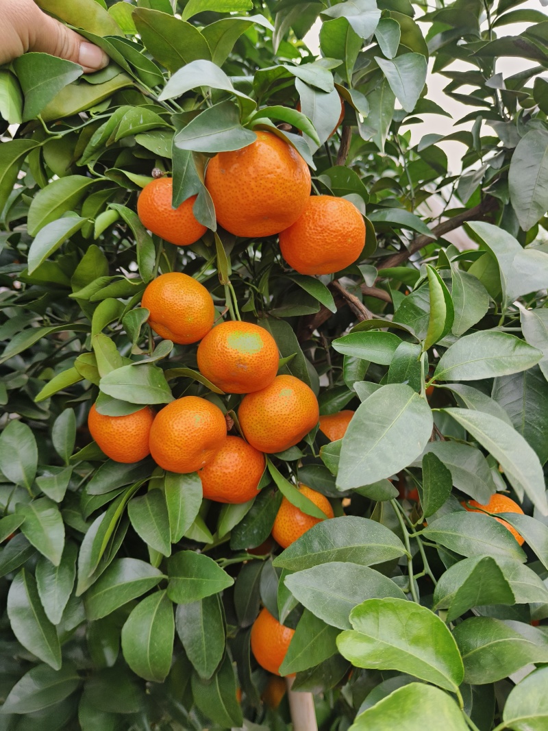 沙糖桔