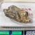 梅花鹿鹿心干鹿心可以磨粉保质保量诚信经营合作共赢