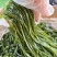 盐渍海带丝海带长丝盐渍海带丝厚新鲜凉拌火锅麻辣烫食材商用