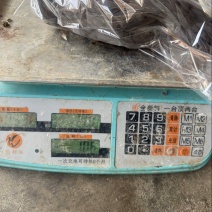 一斤左右的大飞龙