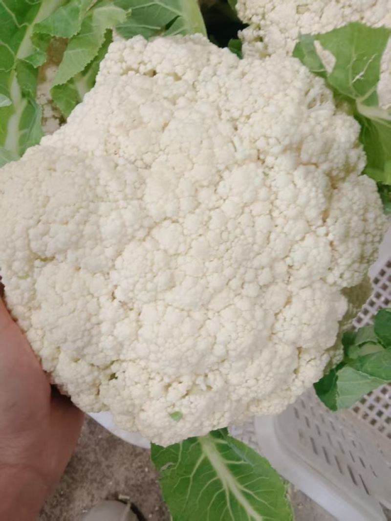 精品松花菜菜花花菜花面干净净菜无根白面青梗