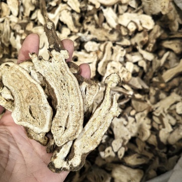 中片白术大统货今年新货颜色好看实图拍摄