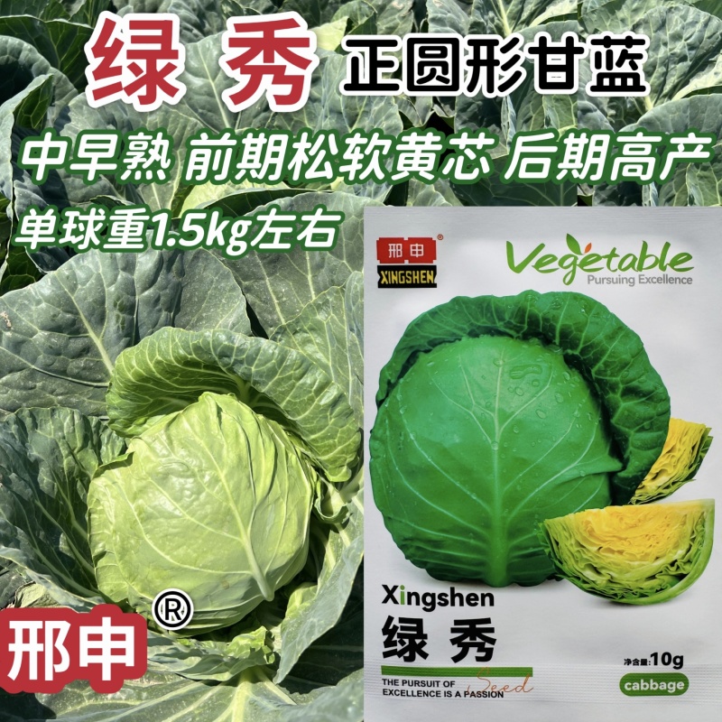 京丰甘蓝种子结球紧实全绿叶片多冬性强高产大田甘蓝包菜种籽