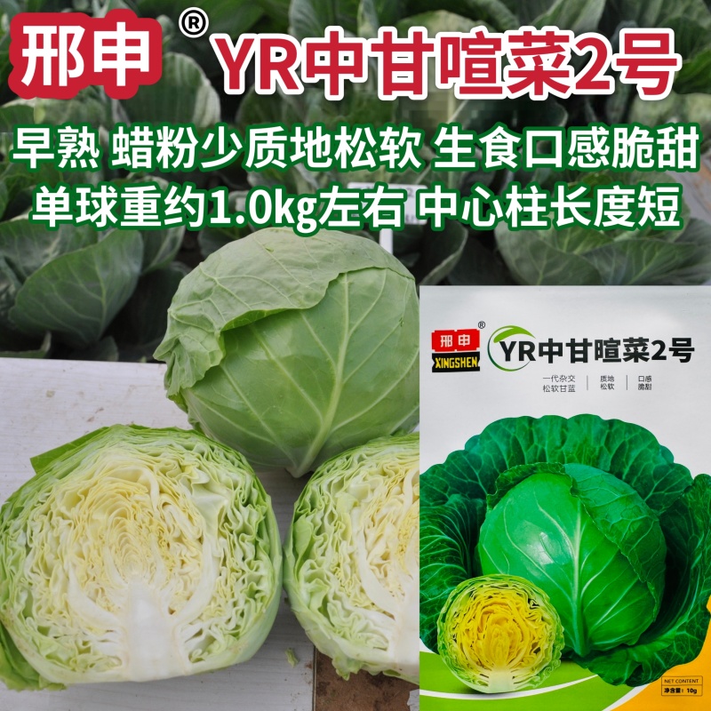 京丰甘蓝种子结球紧实全绿叶片多冬性强高产大田甘蓝包菜种籽
