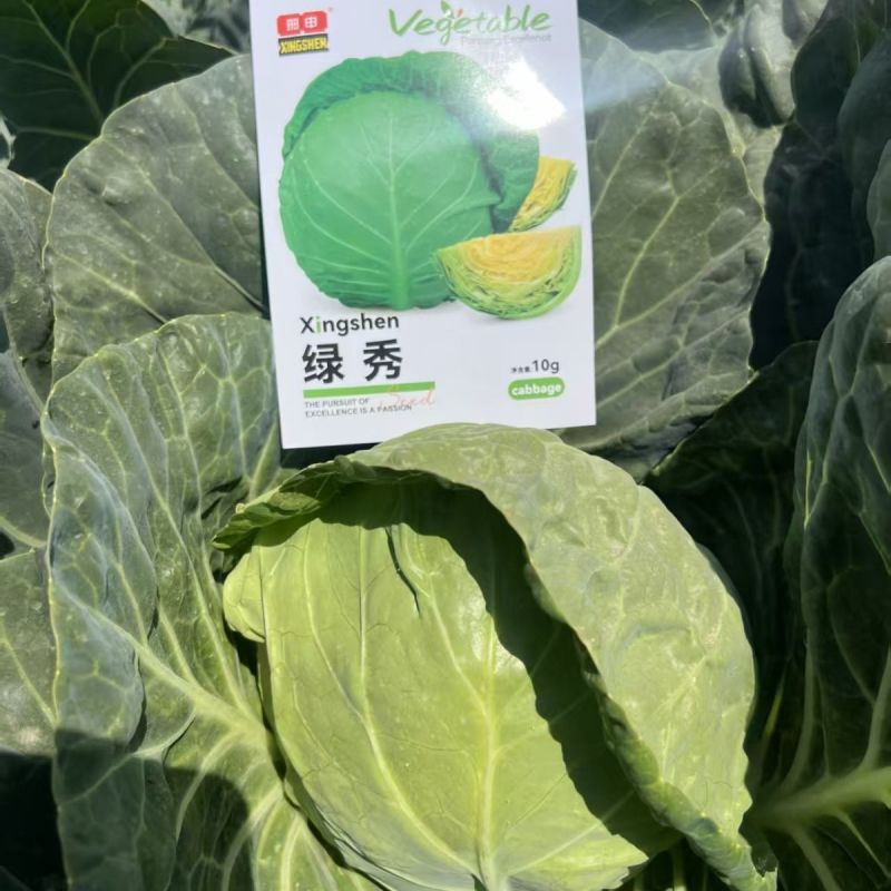 京丰甘蓝种子结球紧实全绿叶片多冬性强高产大田甘蓝包菜种籽