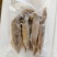 速冻笔管鱼，现货批发，一箱8斤，个头大，新鲜度**好