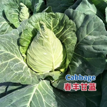 春丰牛心甘蓝种子早熟杂交结球紧实耐储运春秋甘蓝包菜种籽
