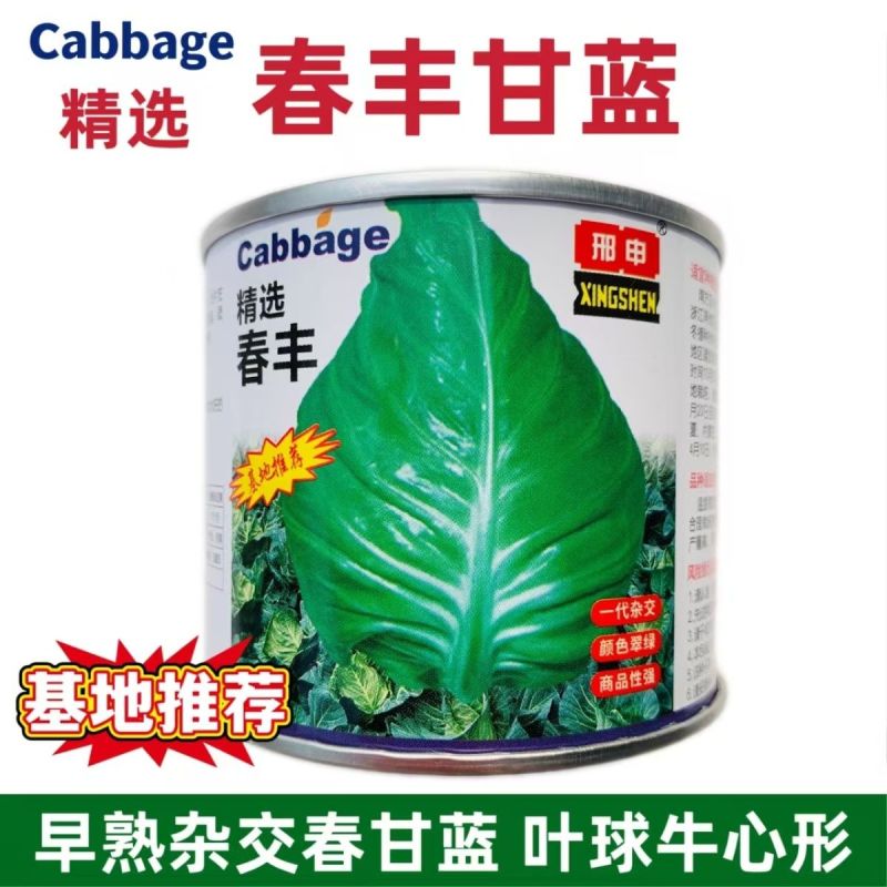 春丰牛心甘蓝种子早熟杂交结球紧实耐储运春秋甘蓝包菜种籽