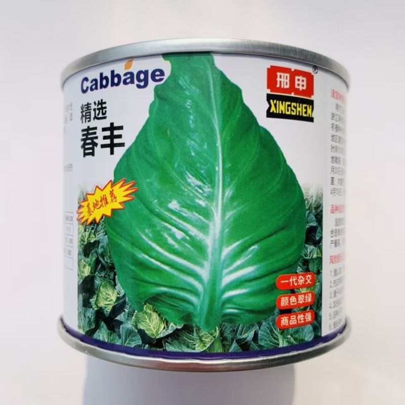 春丰牛心甘蓝种子早熟杂交结球紧实耐储运春秋甘蓝包菜种籽