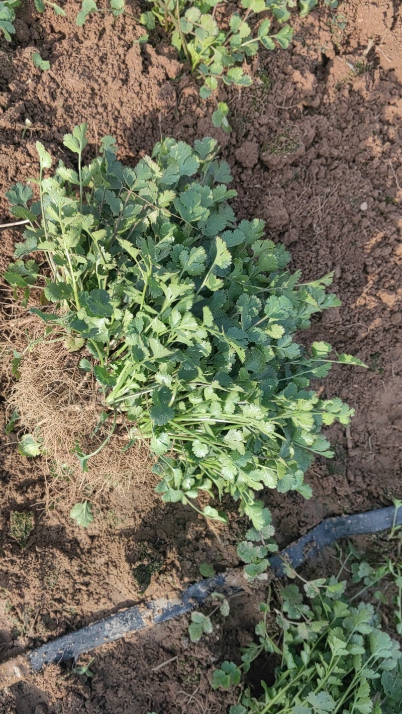 铁干香菜