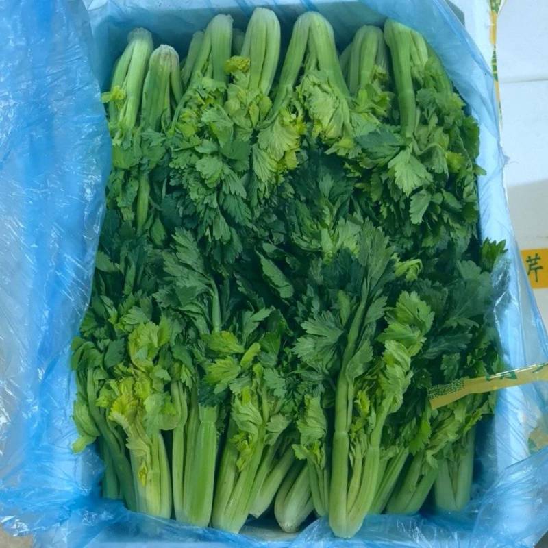 维康清芹芽