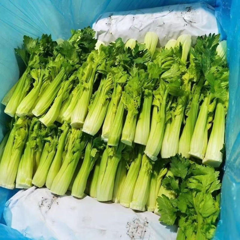 维康清芹芽