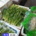 维康清芹芽
