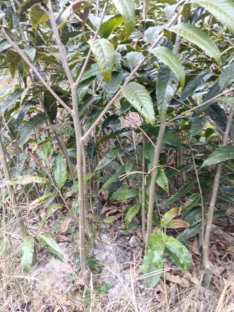 锥栗苗