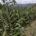 锥栗苗
