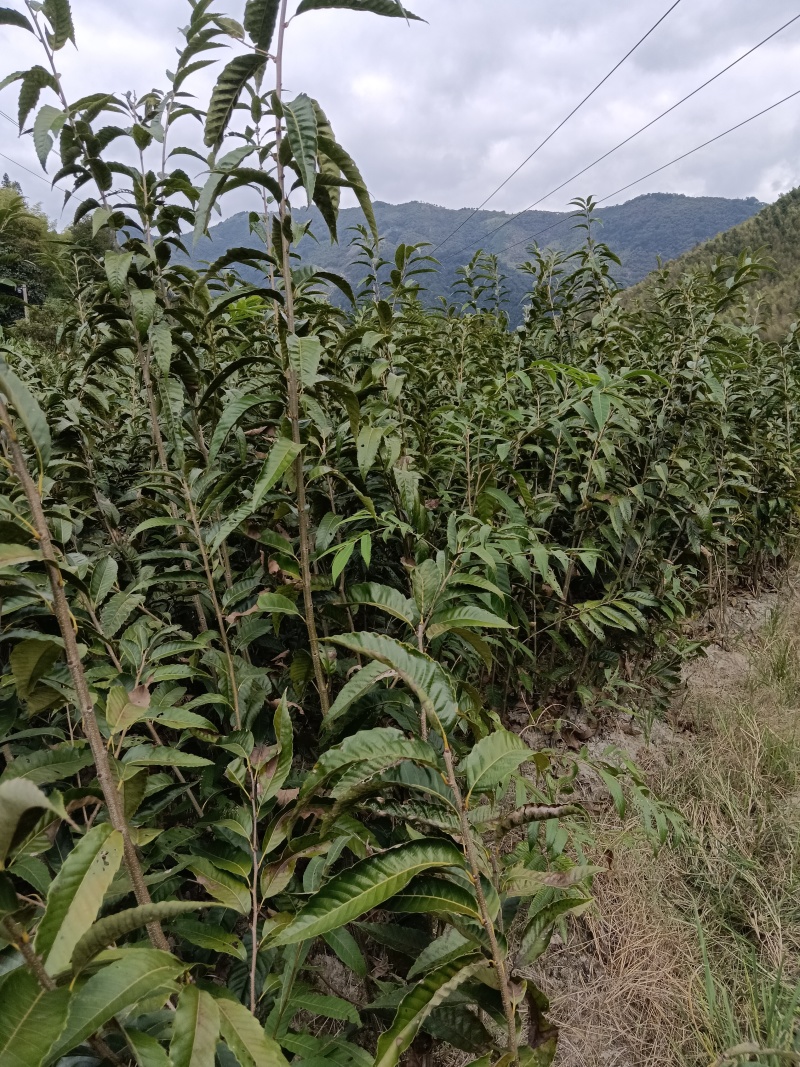 锥栗苗