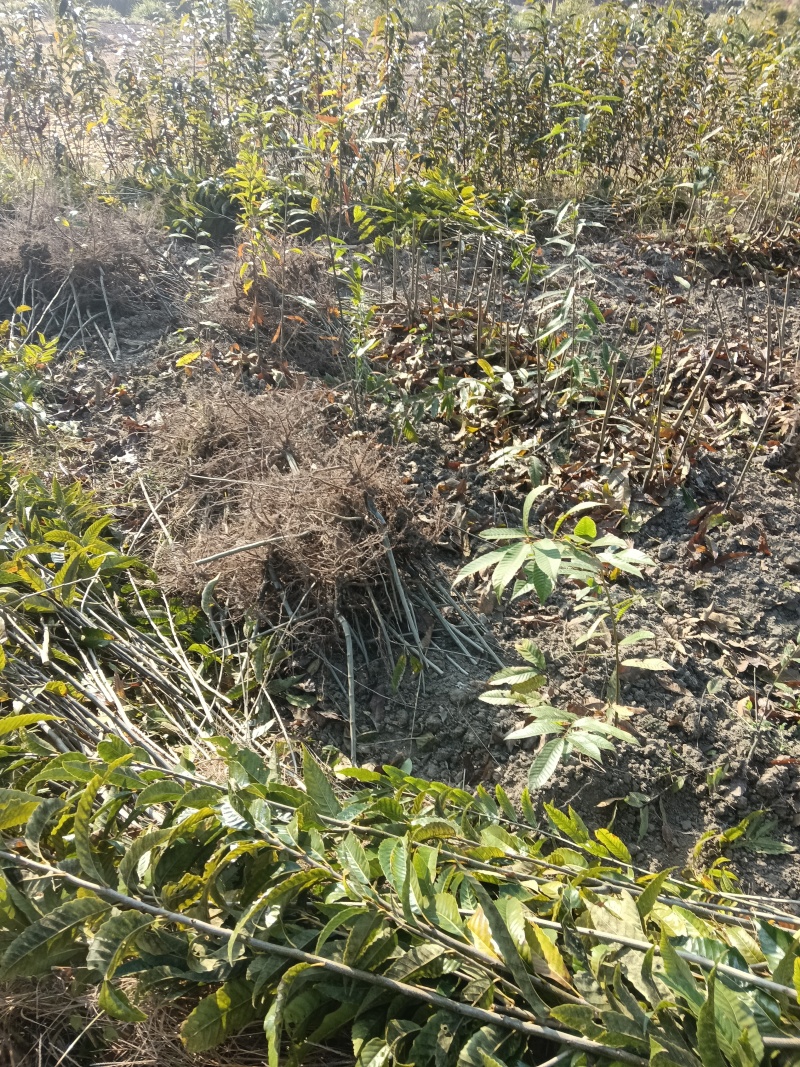 锥栗苗