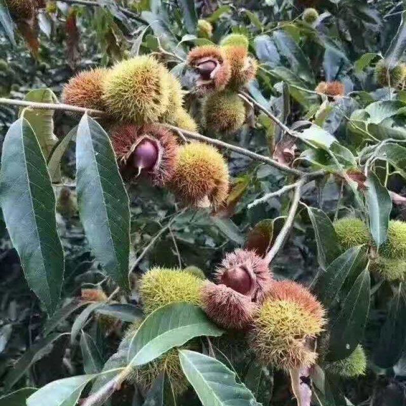 锥栗苗