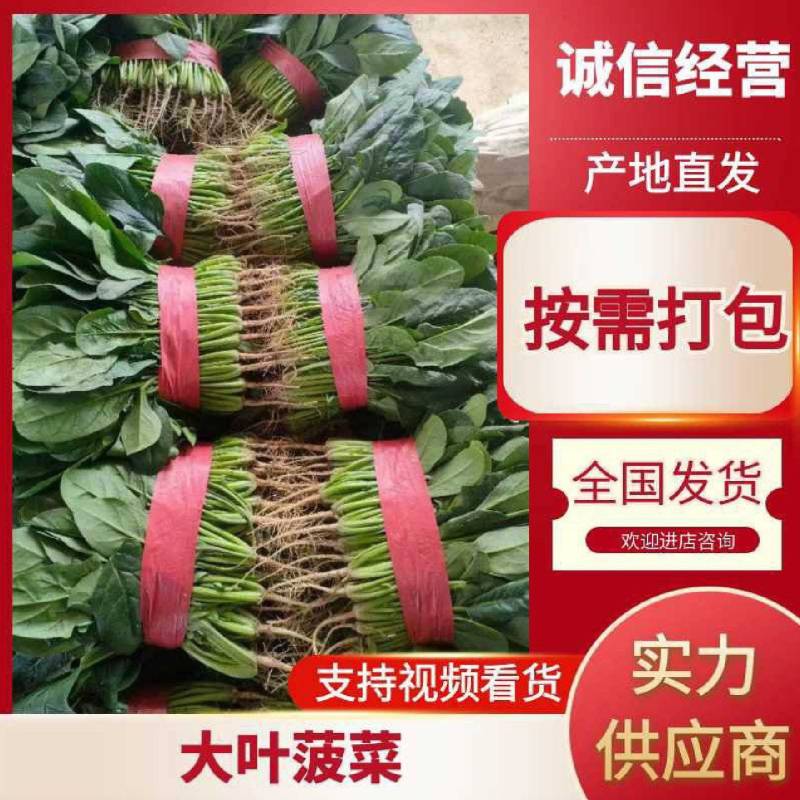 精品菠菜/安阳菠菜/产地直发/大叶菠菜/支持各种包装