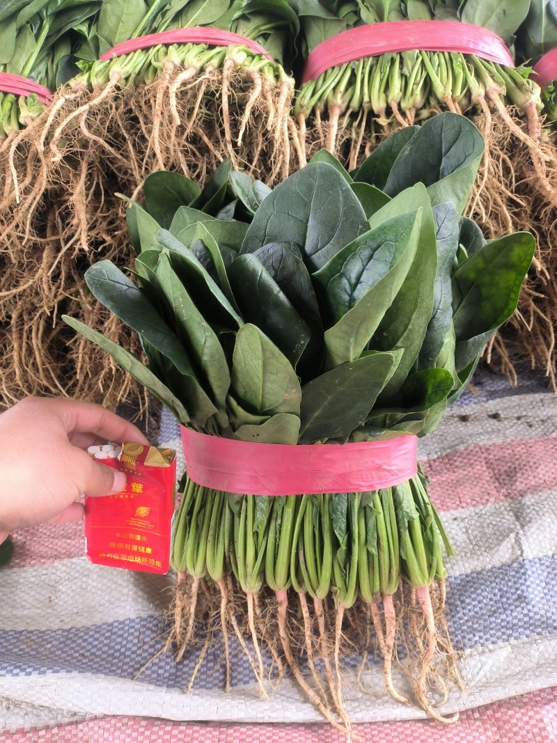 精品菠菜/安阳菠菜/产地直发/大叶菠菜/支持各种包装