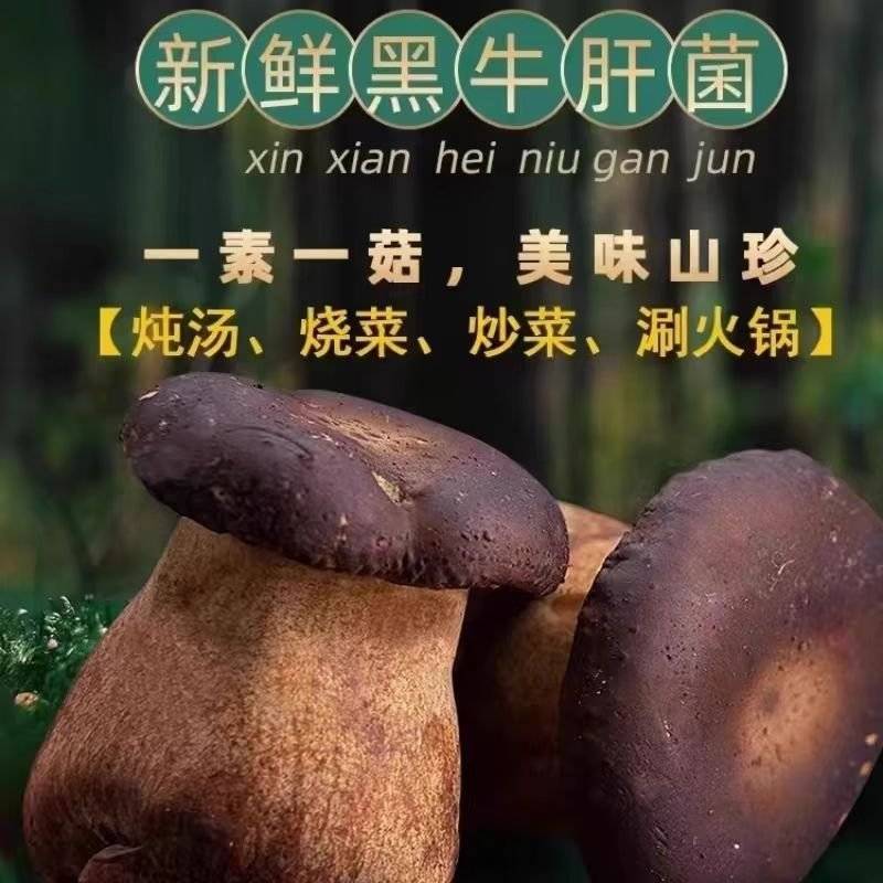 牛夫人黑牛肝菌鲜品全年供货新鲜现摘全年发货量大从优