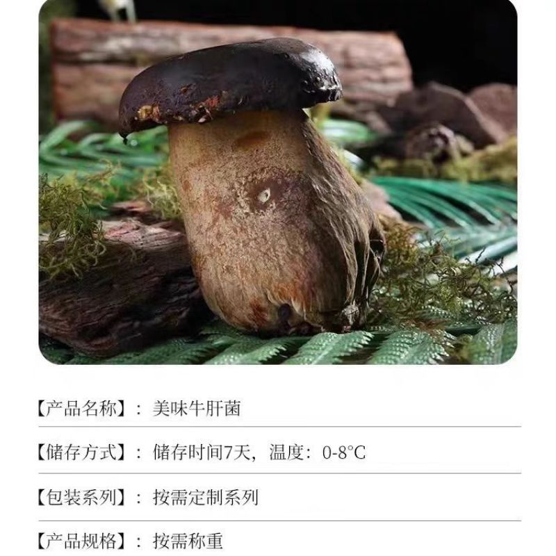 牛夫人黑牛肝菌鲜品全年供货新鲜现摘全年发货量大从优