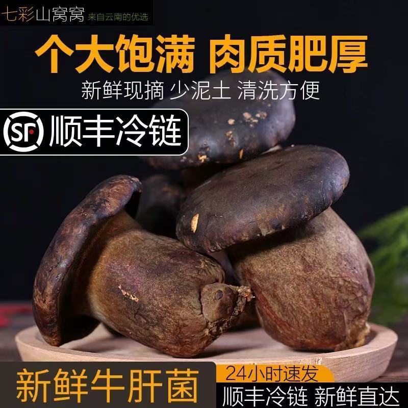 牛夫人黑牛肝菌鲜品全年供货新鲜现摘全年发货量大从优