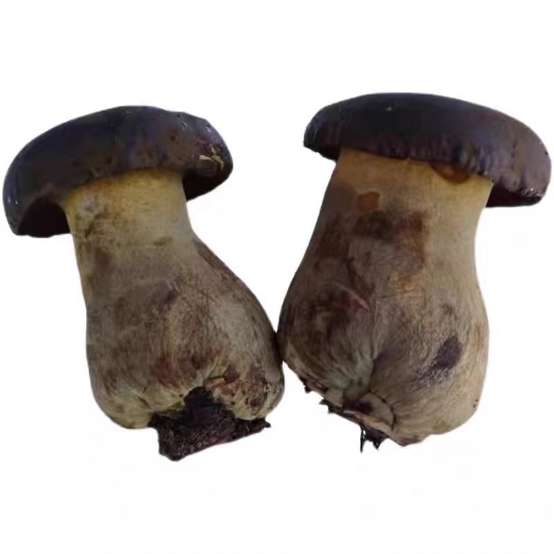牛夫人黑牛肝菌鲜品全年供货新鲜现摘全年发货量大从优