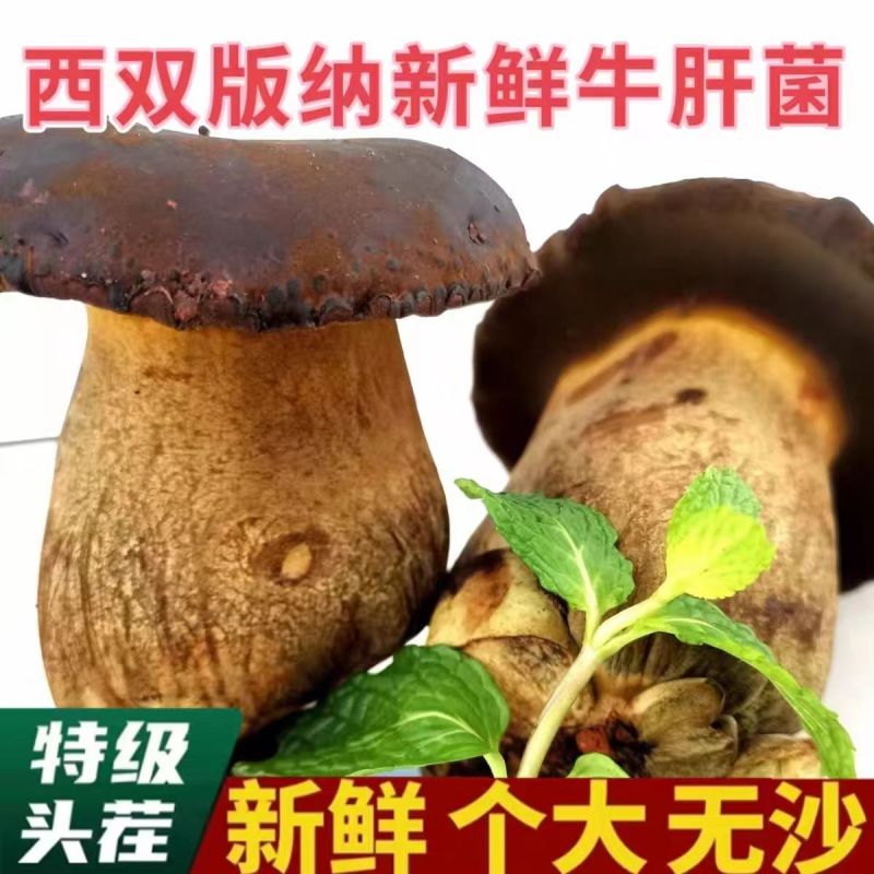 牛夫人黑牛肝菌鲜品全年供货新鲜现摘全年发货量大从优