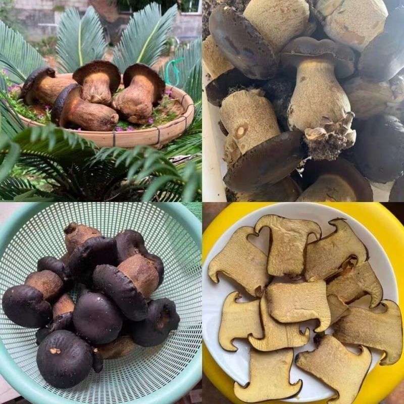 牛夫人黑牛肝菌鲜品全年供货新鲜现摘全年发货量大从优